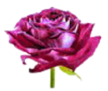 MnjNeSgPezCO (122x103, 20Kb)