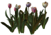 Цветы в PNG