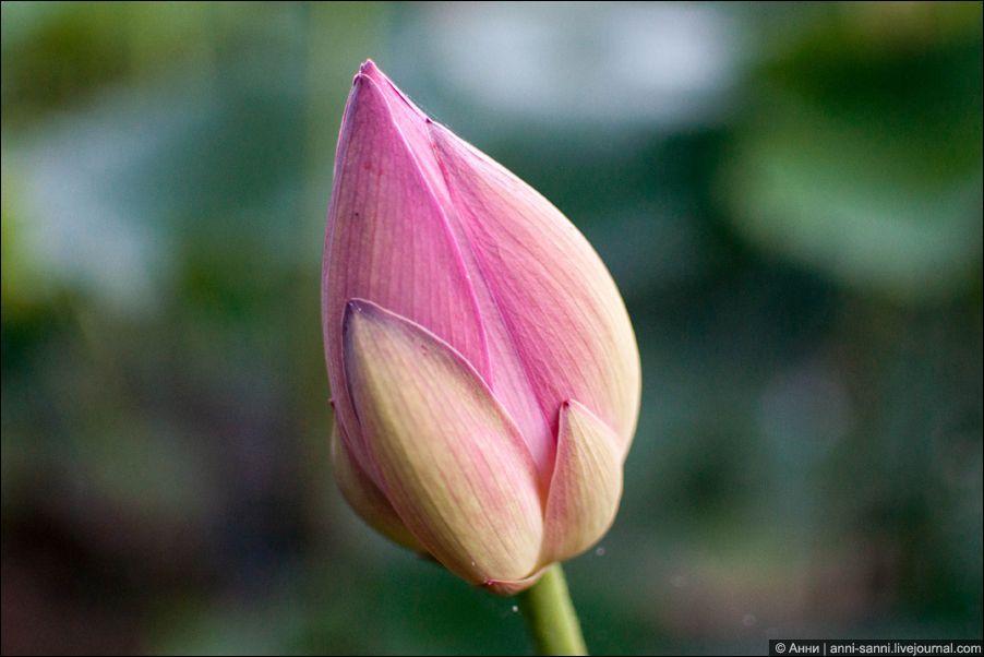  Лотосы   солнечный привет из доисторических времен